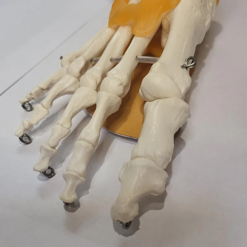 Bprimal Vegan Metatarsal Pads - Image 6